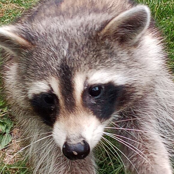 This Closet Supports a Small Animal Rescue. - Picture 15 of 15